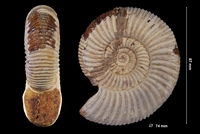 Perisphinctes (Prosososphinctes) virguloides